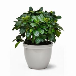 Gardenia Jasminoides "Cape Jasmine" ياسمين (Outdoor) 60-80cm overall height Rolled Rim Gray pot