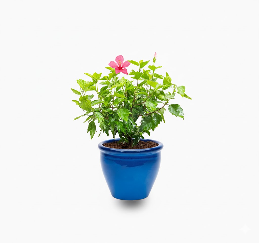 Hibiscus rosa sinensis Red 60 - 80cm overall height Rolled Rim Blue Pot