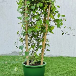 Jacquemontia Pentantha "Sky Blue Cluster Vine" 0.8 - 1.0m overall height Rolled Rim Pot Green