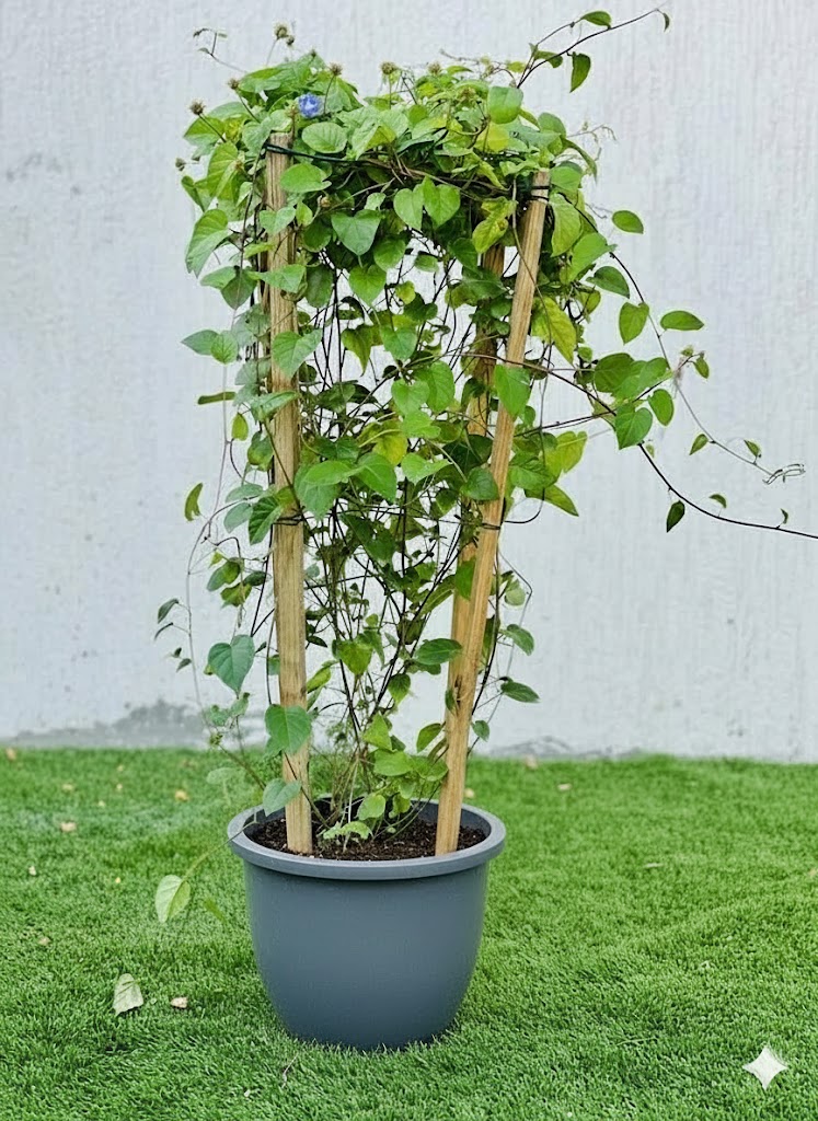 Jacquemontia Pentantha "Sky Blue Cluster Vine" 0.8 - 1.0m overall height Rolled Rim Pot Gray