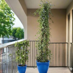 Jacquemontia Pentantha "Sky Blue Cluster Vine" 1.2 - 1.5m overall height Rolled Rim Pot Blue