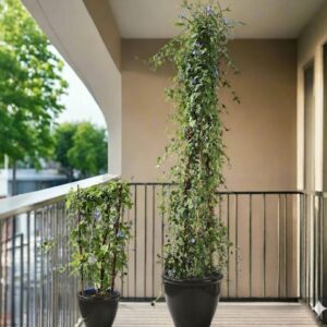 Jacquemontia Pentantha "Sky Blue Cluster Vine" 1.2 - 1.5m overall height Rolled Rim Pot Black