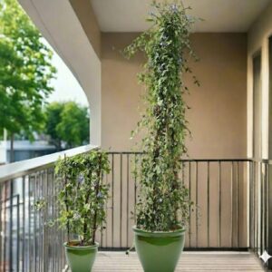 Jacquemontia Pentantha "Sky Blue Cluster Vine" 1.2 - 1.5m overall height Rolled Rim Pot Green