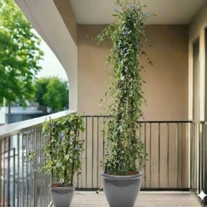 Jacquemontia Pentantha "Sky Blue Cluster Vine" 1.2 - 1.5m overall height Rolled Rim Pot Gray