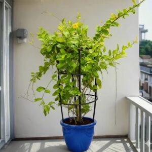 Mandevilla Splendens Or Yellow Bell Climber 1.2 to 1.5 m Rolled Rim Blue Pot
