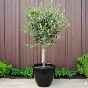 Olive Single Head Bonsai 0.8-1.0m | شجرة زيتون 12-14cm  Girth Black Rolled Rim Pot