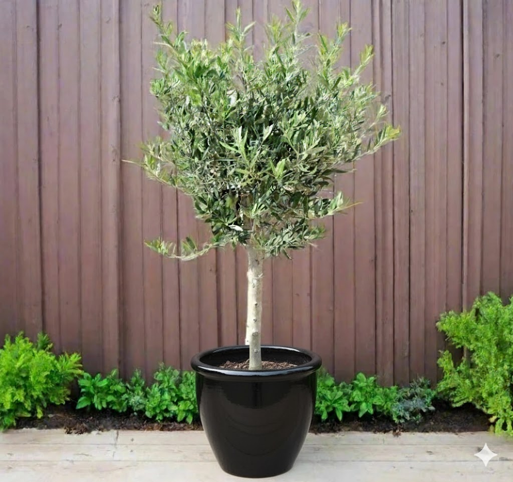 Olive Single Head Bonsai 0.8-1.0m | شجرة زيتون 16-14cm Girth Black Rolled Rim Pot