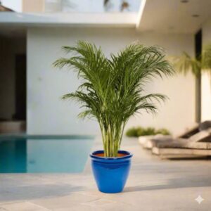 Areca palm Outdoor | Chrysalidocarpus lutescens | 1.3-1.4m overall height فراشة النخيلBlue Rolled Rim Pot