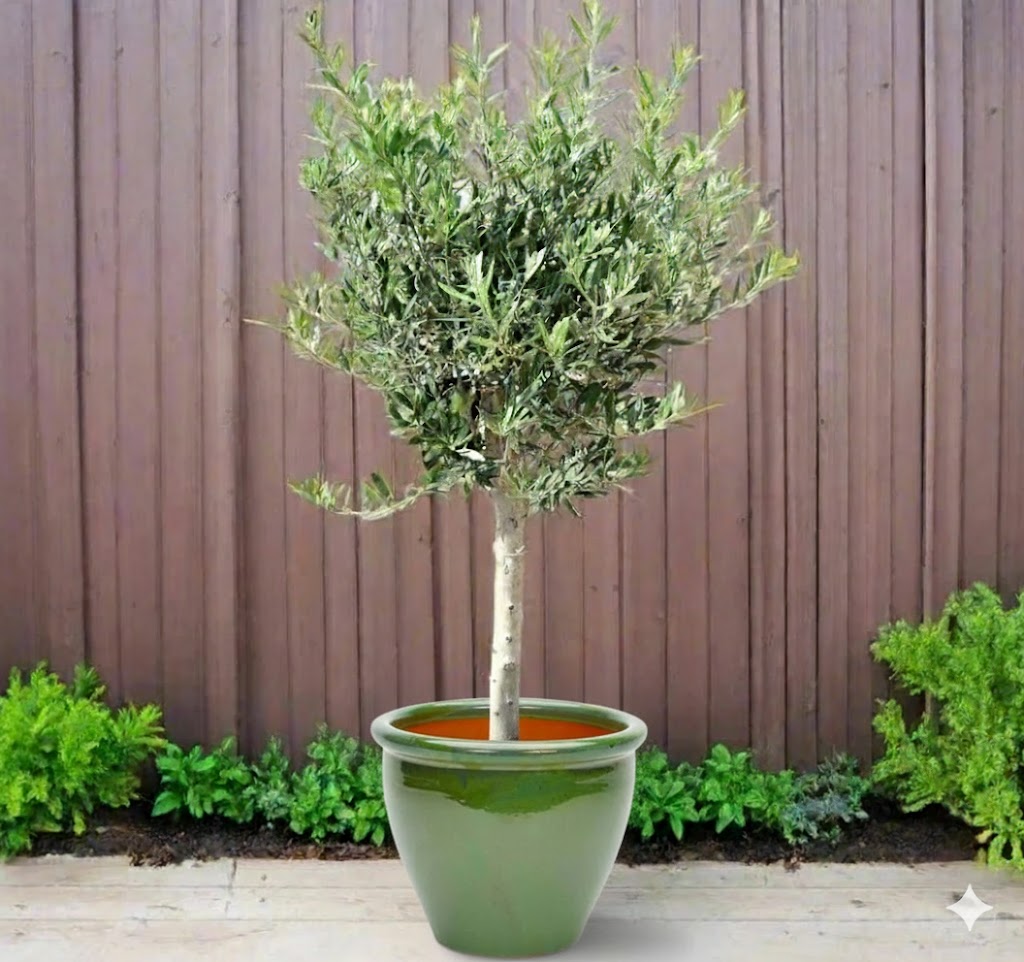 Olive Single Head Bonsai 0.8-1.0m | شجرة زيتون 16-14cm Girth Green Rolled Rim Pot