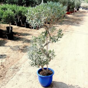 Olive Spiral Shape | Spiral Olea Europea 1.0m-1.2m شجرة زيتون Rolled Rim Pot Blue