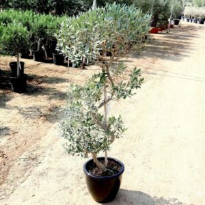 Olive Spiral Shape | Spiral Olea Europea 1.0m-1.2m شجرة زيتون Rolled Rim Pot Black