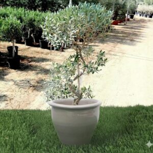 Olive Spiral Shape | Spiral Olea Europea 1.0m-1.2m شجرة زيتون Rolled Rim Pot Grey