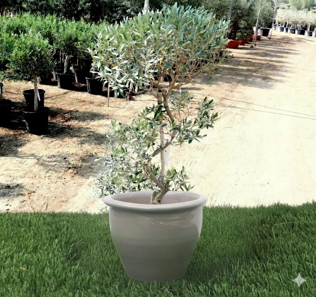Olive Spiral Shape | Spiral Olea Europea 1.0m-1.2m شجرة زيتون Rolled Rim Pot Grey