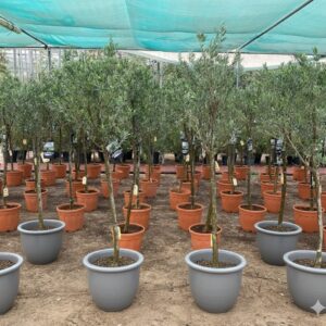 Olive Tree Shape | Olea Europea 1.8-2.0m / 30-40mm 18 Ltr | شجرة زيتون Rolled Rim Pot Grey