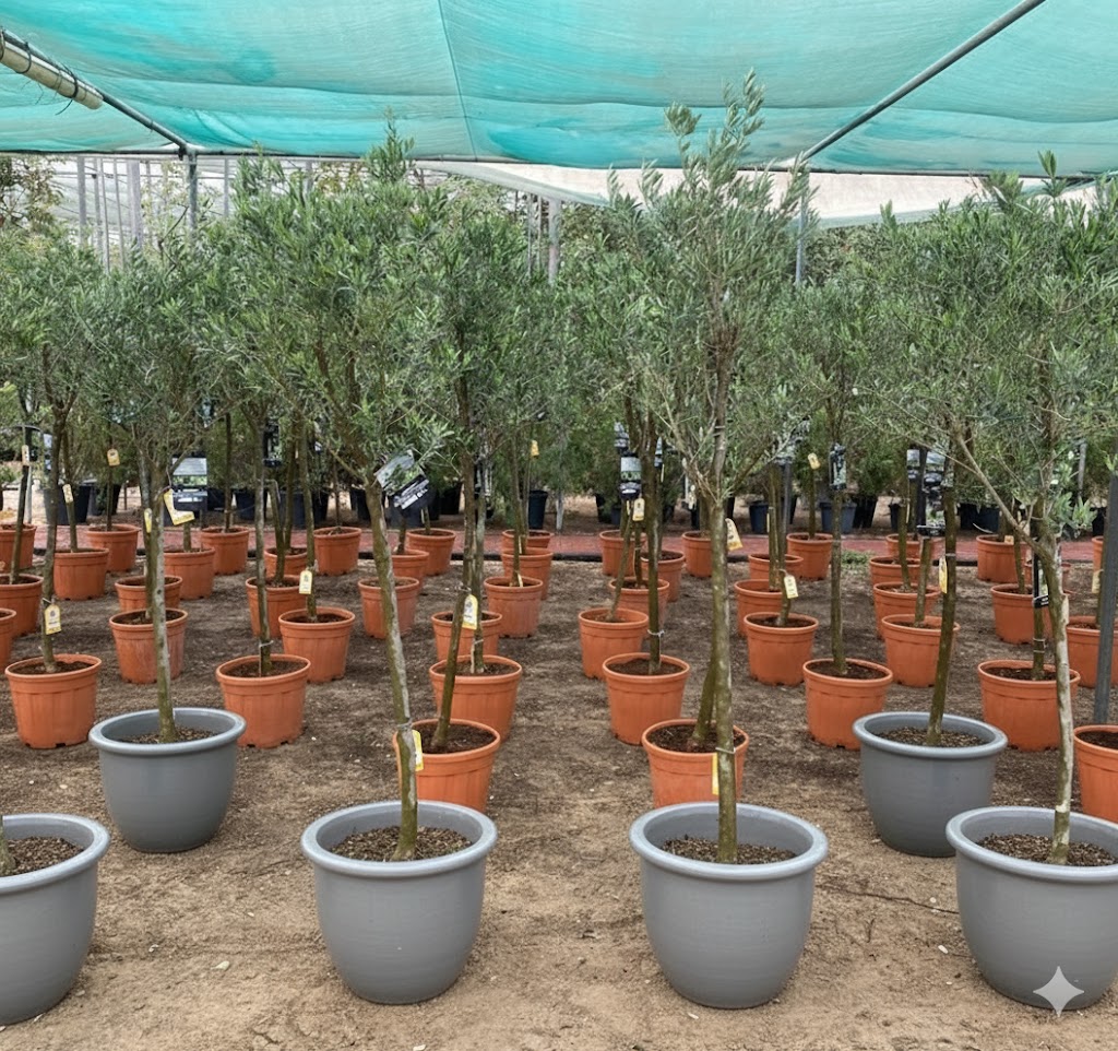 Olive Tree Shape | Olea Europea 1.8-2.0m / 30-40mm 18 Ltr | شجرة زيتون Rolled Rim Pot Grey