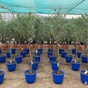 Olive Tree Shape | Olea Europea 1.8-2.0m / 30-40mm 18 Ltr | شجرة زيتون Rolled Rim Pot Blue
