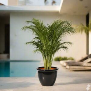 Areca palm Outdoor | Chrysalidocarpus lutescens | 1.3-1.4m overall height فراشة النخيلBlack Rolled Rim Pot