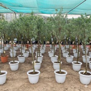 Olive Tree Shape | Olea Europea 1.8-2.0m / 30-40mm 18 Ltr | شجرة زيتون White Ceramic Pot