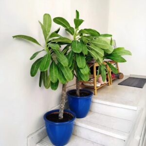 Plumeria Obtusa "Frangipani, The Temple Tree or Champa" 1-1.2 m Rolled Rim Pot BLUE