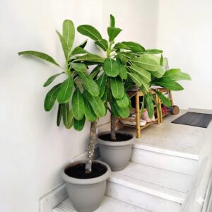 Plumeria Obtusa "Frangipani, The Temple Tree or Champa" 1.8 -2.0 m Rolled Rim Pot Grey