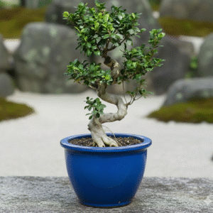 Ficus "S" Bonsai 50 - 70cm Rolled Rim Blue Pot