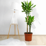 Dracaena Fragrans "Golden Coast" 30-40cm overall Default Plastic Pot (Pine Mulch)