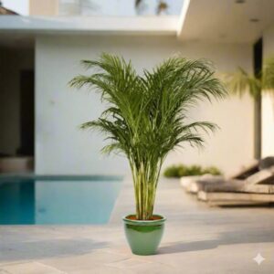 Areca palm Outdoor | Chrysalidocarpus lutescens | 1.3-1.4m overall height فراشة النخيلGreen Rolled Rim Pot