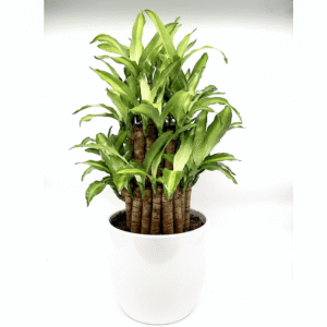 Dracaena fragrans "Massangeana 3 steps" 40-50cm White Ceramic Pot (Clay Stones)