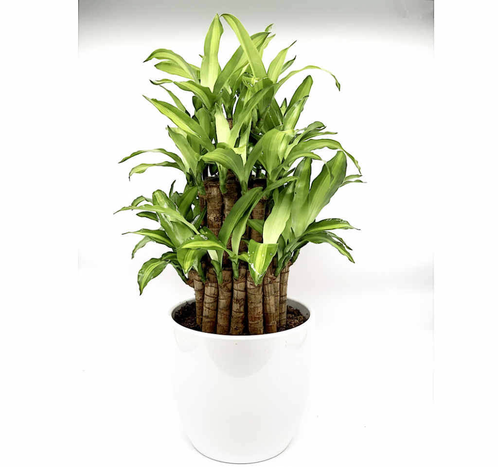 Dracaena fragrans "Massangeana 3 steps" 40-50cm White Ceramic Pot (Clay Stones)