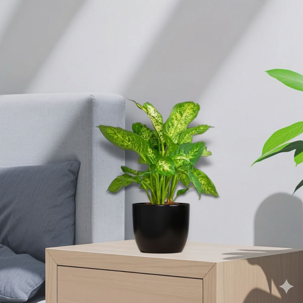 Dieffenbachia (Compacta, Dumb Cane, Leopard Lilly) 20-30cm Black Ceramic Pot