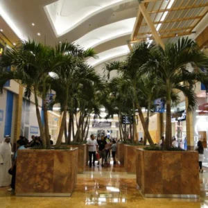 Veitchia Merrillii "Manila Palm" 2.0 - 2.5m Overall Height