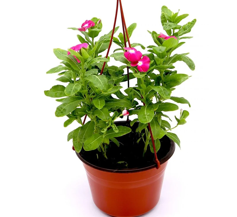 Vinca Hanging flowers 10-15cm Single Pot