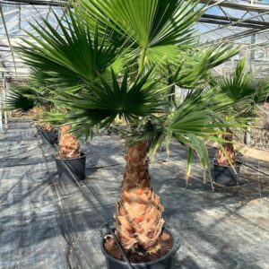 Washingtonia Robusta "Mexican Fan Palm" 0.8-1.0m Brown Trunk