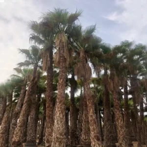 Washingtonia Robusta "Mexican Fan Palm" 40-60cm Brown Trunk
