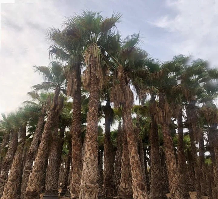 Washingtonia Robusta "Mexican Fan Palm" 40-60cm Brown Trunk