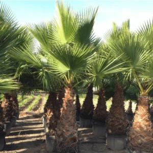 Washingtonia Robusta "Mexican Fan Palm"2.0m Brown Trunk