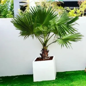 Mexican Fan Palm in Square Pot - Washingtonia Robusta
