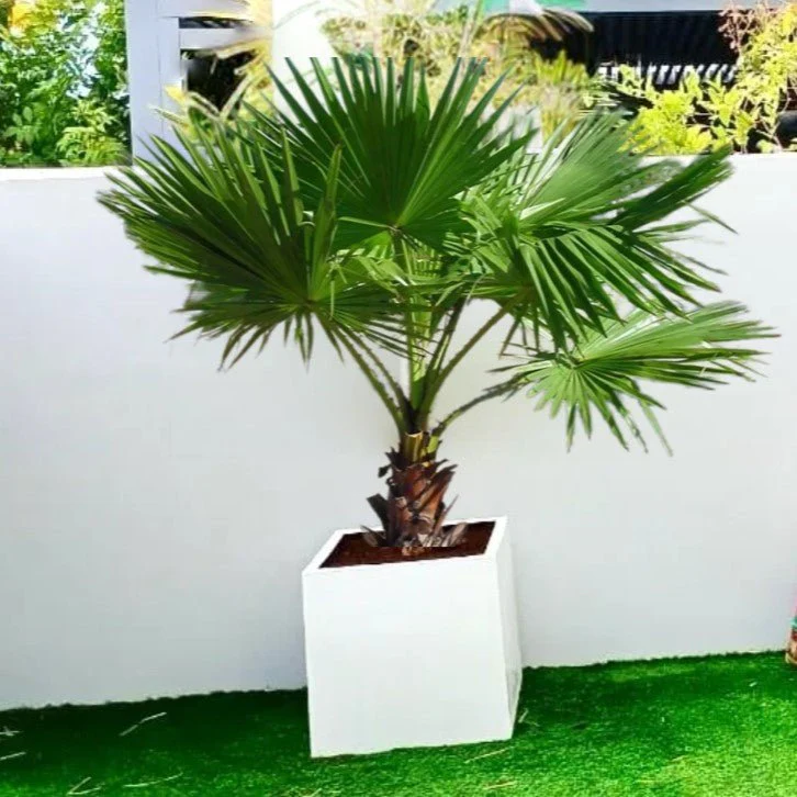 Mexican Fan Palm in Square Pot - Washingtonia Robusta