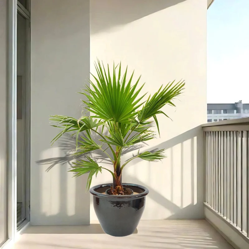 Mexican Fan Palm / Washingtonia Robusta Small 80 -100cm Rolled Rim Black Pot With Organic Holland Soil