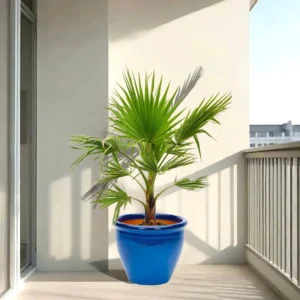 Mexican Fan Palm / Washingtonia Robusta Small 80 -100cm Blue Rolled Rim Pot Default Soil