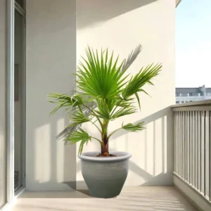 Mexican Fan Palm / Washingtonia Robusta Small 80 -100cm Rolled Rim Gray Pot With Organic Holland Soil