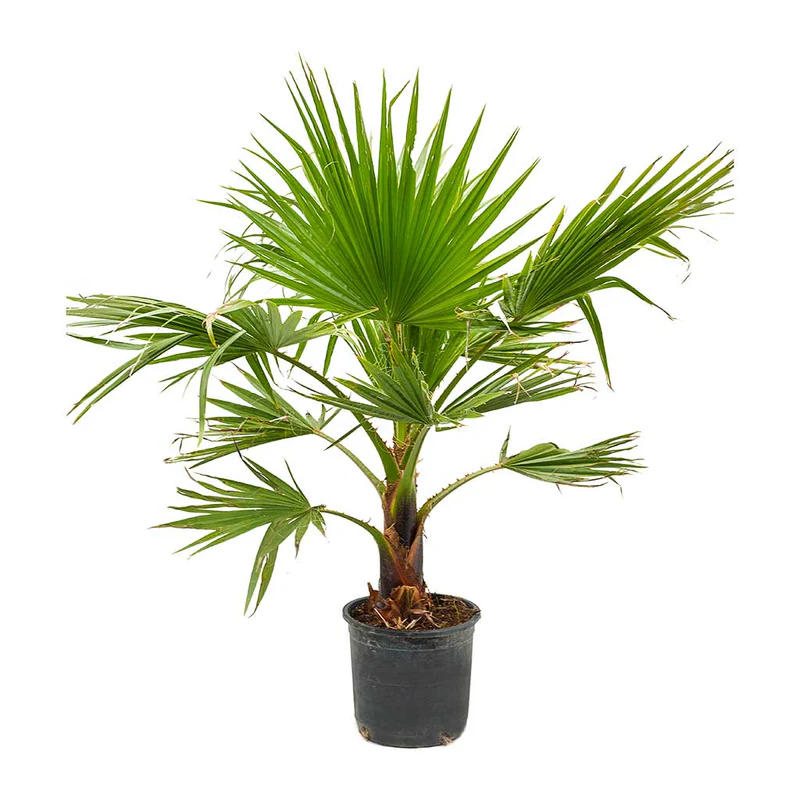 Mexican Fan Palm / Washingtonia Robusta Small 80 -100cm Default Plastic Pot With White Pebbles