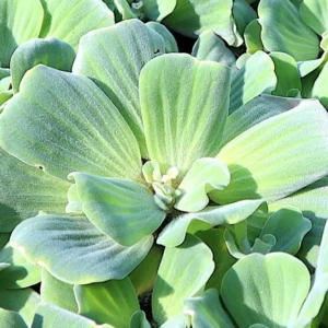 Water lettuce "Pistia stratiotes" Set of 2 Plants