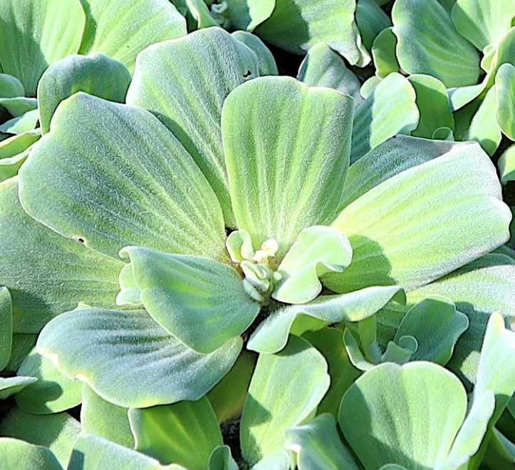 Water lettuce "Pistia stratiotes" Set of 4 Plants