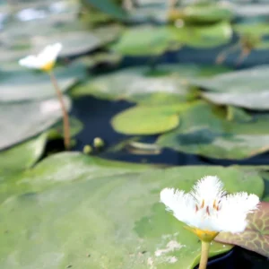 Water Lily Hardy Nymphaea "Wanvisa"