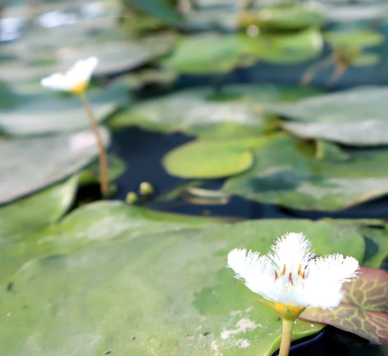 Water Lily Hardy Nymphaea "Wanvisa"
