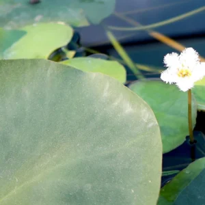 Water Lily Hardy Nymphaea "Wanvisa"