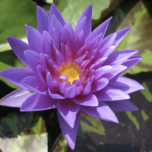 Water Lily Nymphaea "King of Siam"