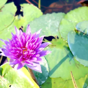 Water Lily Nymphaea "King of Siam"