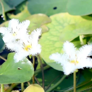 Water Snowflake "Nymphoides indica"